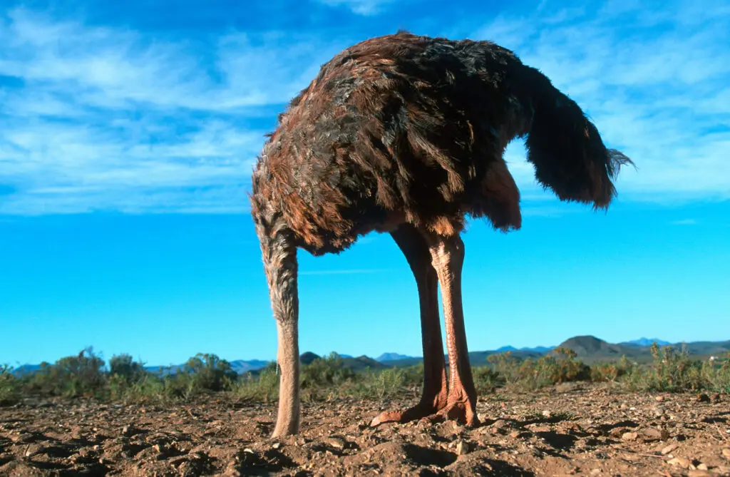 ostrich-head-in-sand-1266250154-1024x669.jpg